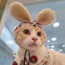 고양이 미용실 이미지