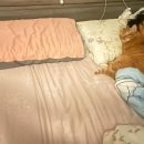 아사라 네이버블로그