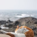 바다와 고양이