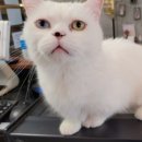 아가마미 고양이카페 이미지