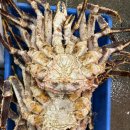 선아유통 | 2025.05.29 문주수산시세(선어레드킹크랩쌀때드세요)