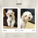 펫스타일 | 정발산역 일산애견미용 버블펫, 말티푸 스타일 예쁜 곳