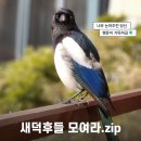 하트스토밍 | 새덕후들 모여라.zip (치치칫/칸토/누크포트/비트라/호즈미/림인시스)