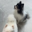 보리사랑
