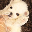 스타일독 이미지