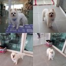 늘안아줄개 이미지