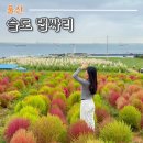 안녕 구름아 | 울산 슬도 댑싸리 10월 가볼만한 곳 개화상황 및 주말후기