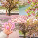 충주댐가든 | 충주 가볼만한곳 추천 충주댐 벚꽃 길 겹벚꽃 충주호 드라이브 코스