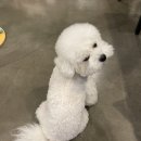 구봉사랑유치원 | 논현동 애견카페 봉브라더스 카페에서 강아지유치원,애견미용, 반려견픽업 다 해본 후기
