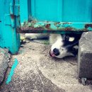 #DOG 이미지