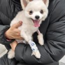 품속동물병원 | 설기의 슬개골 수술 후기&amp;메리츠 펫보험 펫퍼민트 슬개골 수술 보험금 청구후기