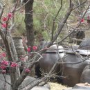 섬진강 매화 나루 이미지