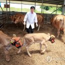 명품한우농장 이미지