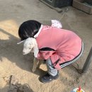 보경염소농장 Daum카페