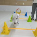 가치있개 반려견 유치원 이미지