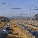 걸치기농장 이미지