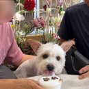 무프스 | [전주]애견 카페<무프스 MUFS>500평 천연 잔디 애견운동장