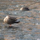 오리사냥 이미지