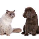 강남행복동물약국 이미지