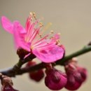 덕향만리