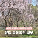 분당중앙공원 | 분당 중앙공원 벚꽃 분당 벚꽃명소 4월 1일 개화상태 개화상황