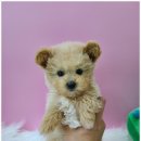 퍼피루미 옥정점 이미지