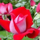 예산읍011 이미지