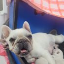 개스트하우스 이미지