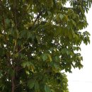 정관 센트럴파크 사거리 이미지