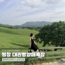 꾸미멍 | 평창 대관령양떼목장, 푸른 초원 위 힐링 여행 후기