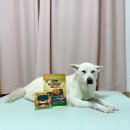 굿나잇 | 강아지 개껌 추천 덴탈츄 치석 굿나잇츄 후기