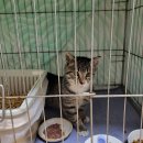 길고양이 중성화 사업, TNR을 아시나요?- 티엔알 후기♡