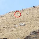 쓰촨성에서 촬영된 완전히 은폐된 눈표범(雪豹)을 찾아 보세요 이미지