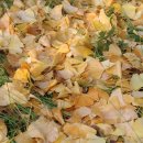 덕산 은행나무길 이미지