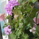 그린아이즈 이미지