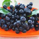 부촌농장 이미지