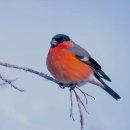 프란츠 슈베르트 / 겨울나그네 "보리수" 이미지