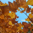 하얀쪽배 | 171권째 독서후기 베르나르 베르베르의 개미-5/3