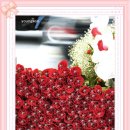 송민주 Daum카페