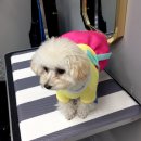 호텔스컴도그 화명점 네이버블로그