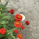 적성민물 이미지