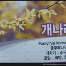 42. 개나리 Forsythia koreana ★ 꽃과 마을의 전설 ★ 이미지