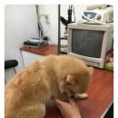 월평동물병원 이미지