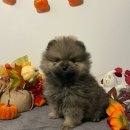 아리스타펫호텔 이미지