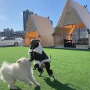 아이조아펫파크 대구점 이미지