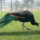 글렌로스골프클럽 이미지