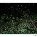 제주 일출봉 해안 일제동굴진지 이미지