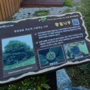 완도 정자리 황칠나무 | [완도(보길도) 정자리 황칠나무(천연기념물 제479호)] 우리나라 황칠나무 중 제일 크고 오래된