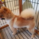 아프지말게 동물병원 이미지