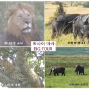 하쿠나마타타 이미지